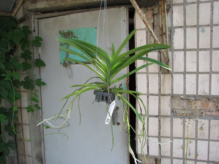 Vanda Keeree Sapphire x Vanda Chaiya.JPG