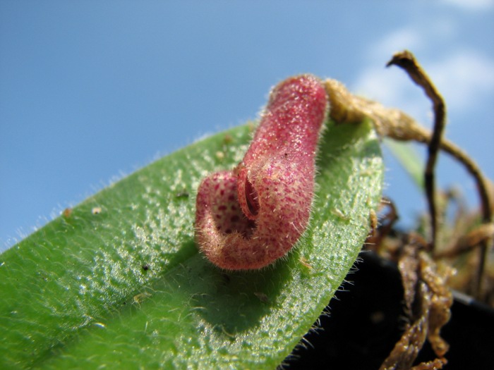 Dresslerella caesariata.JPG