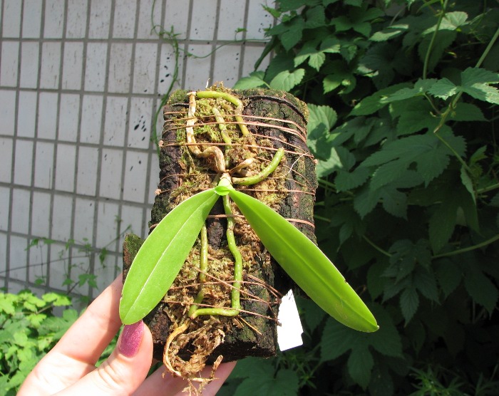 Phalaenopsis cornu cervi 'Dark Red'.JPG