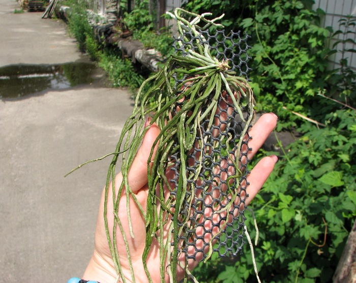 Chiloschista viridiflava.JPG