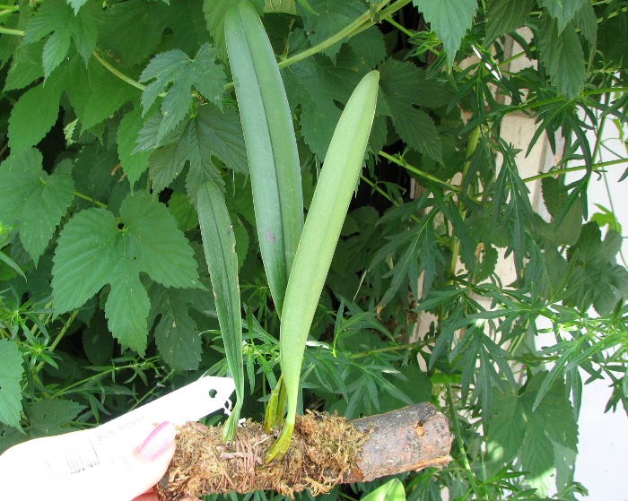 Bulbophyllum bicolor.JPG