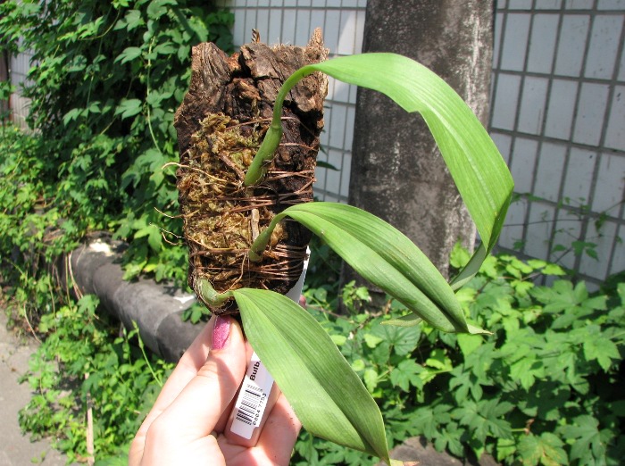 Bulbophyllum rugosum.JPG