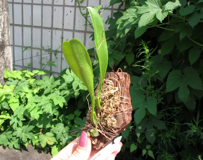 Bulbophyllum antennatum var. elephantis.JPG