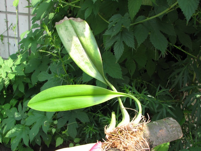 Bulbophyllum amplebracteatum.JPG
