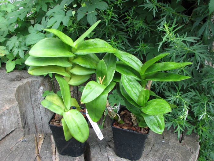 Dendrobium Kannayao.JPG