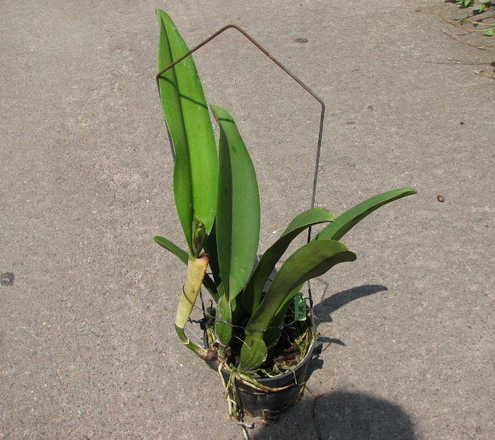 Laeliocattleya White Spark 'Panda' (Shellie Compton x Moscombe).JPG