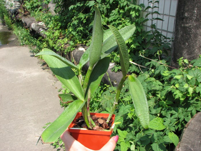 Cattleya Green Emerald 'Orchid Queen' (Cattleya Elizabeth Mahon x Cattleya Thospol Spot).JPG