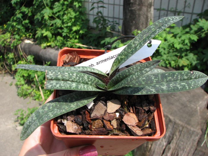 Paphiopedilum armeniacum.JPG