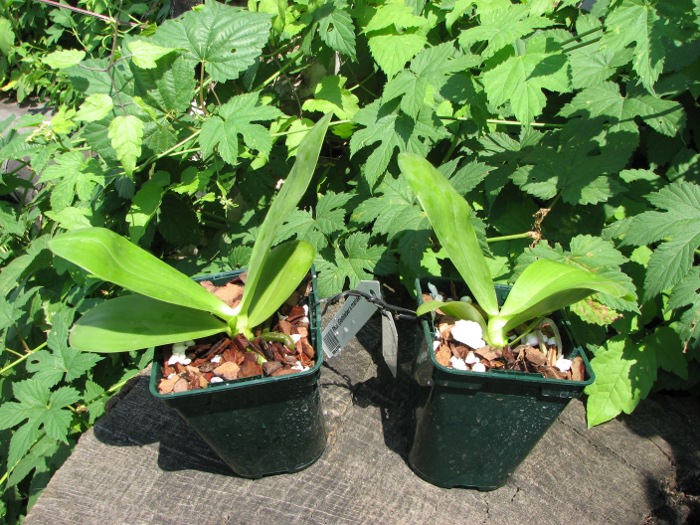 Phalaenopsis (Gelblieber x mariae).JPG