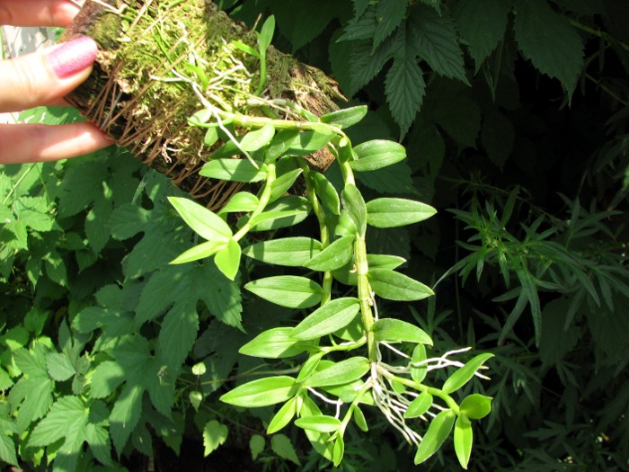 Dendrobium loddigesii.JPG