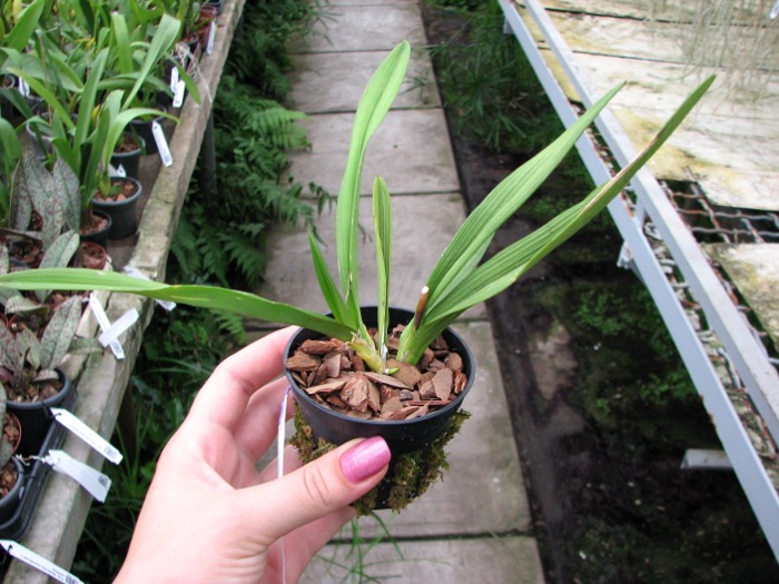 Ionopsis utricularioides.JPG