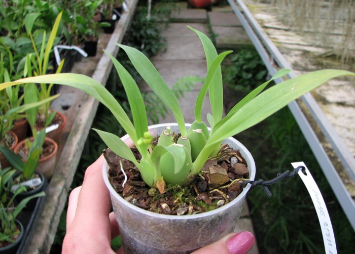 Oncidium Twinkle 'CT White Strong'.JPG