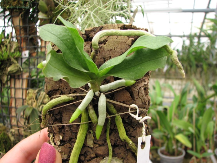 Aerangis somalensis.JPG