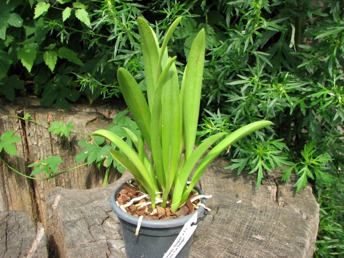Brassolaeliocattleya Island Charm 'Sugar' x Laeliocattleya Orglades Glow 'La Neige'.JPG