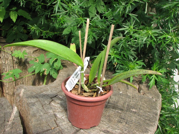 Brassocattleya Hippodamia 'Kelvin Lucky' (Brassavola nodosa x Cattleya aclandiae).JPG