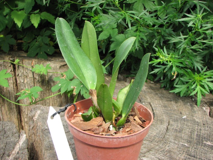 Brassolaeliocattleya Chief Canyon 'Double Bubble'.JPG