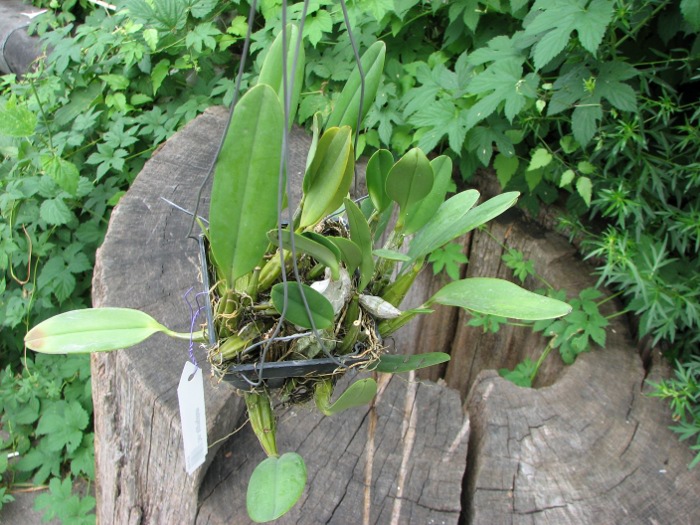 Dendrobium aggregatum.JPG