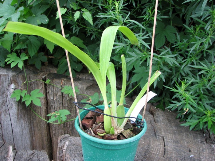 Zygopetalum Rhein Harlequin 'Cappuccino'.JPG