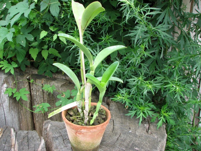 Cattleya bowringiana coerulea.JPG