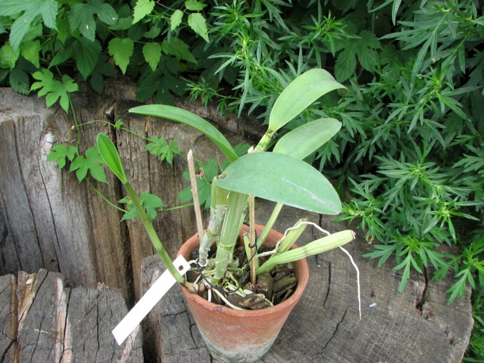 Cattleya aurantiaca x Brassavola glauca.JPG