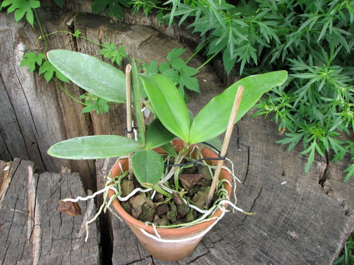 Cattleya granulosa 'Coliseu' x Cattleya granulosa 'Formosa'.JPG