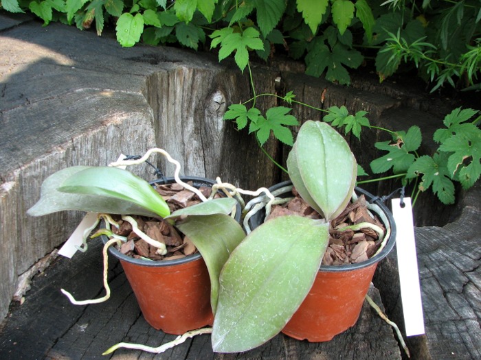 Phalaenopsis Sogo Lawrence x Phalaenopsis Kung's Red Cherry.JPG