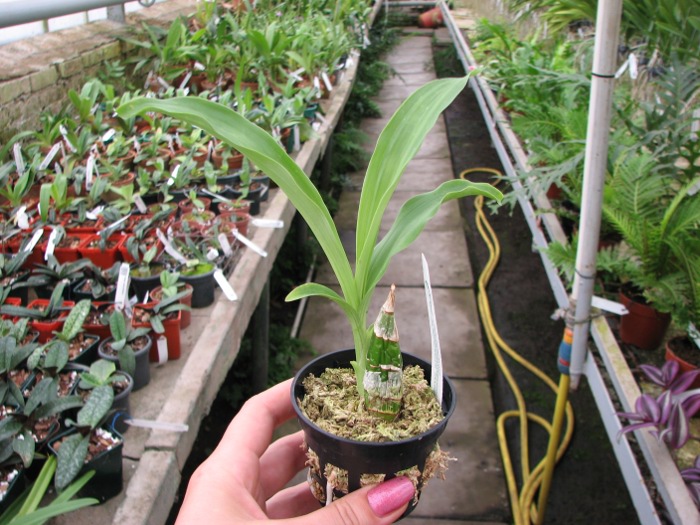 Clowesia Jumbo Grace 'Jumbo Orchids'.JPG