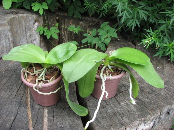 Doritaenopsis Sogo Meili x Phalaenopsis Ld's Bear Queen.JPG