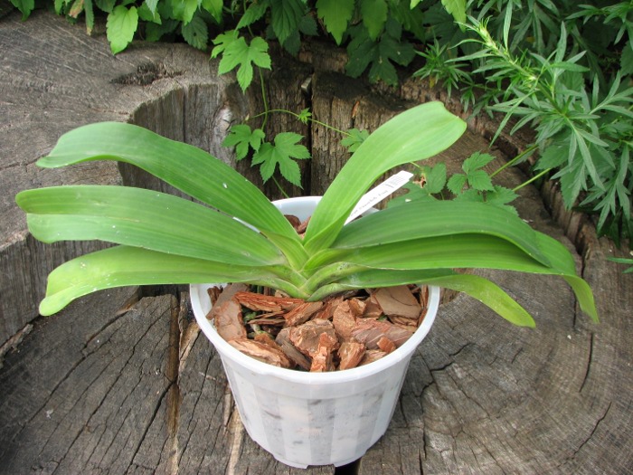 Rhynchostylis gigantea white.JPG