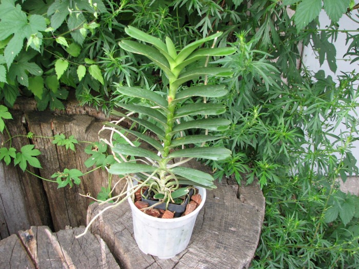 Renanthera philippinensis.JPG