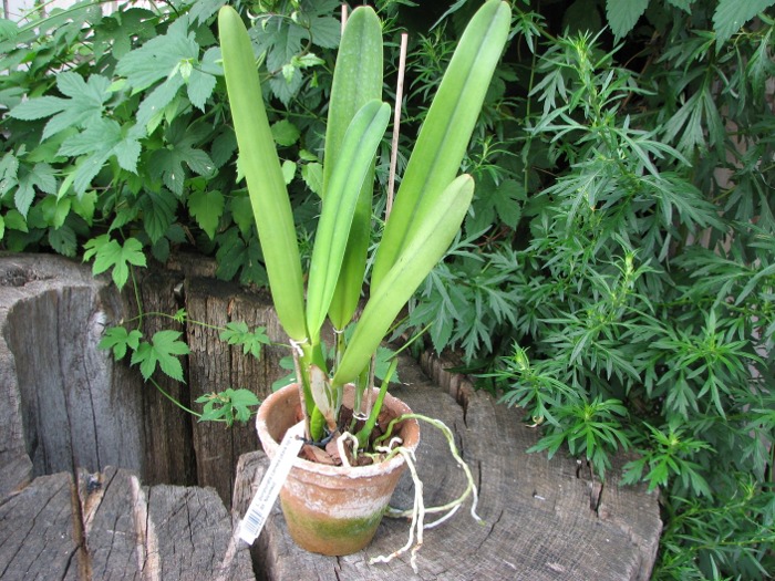 Laelia purpurata carnea (dark lip x St. Nicolau).JPG