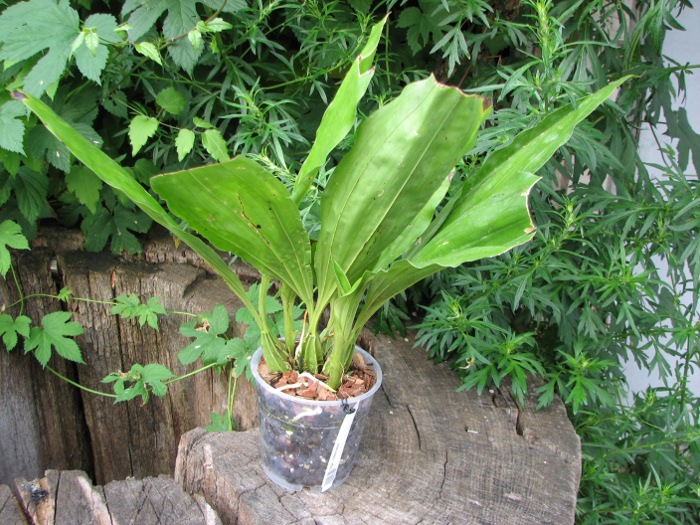 Gongora rufescens.JPG