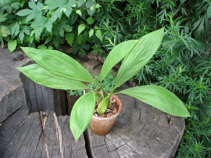 Coelogyne pandurata.JPG