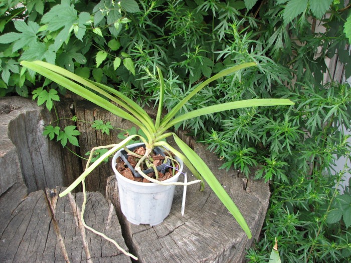Rhynchostylis retusa spot.JPG