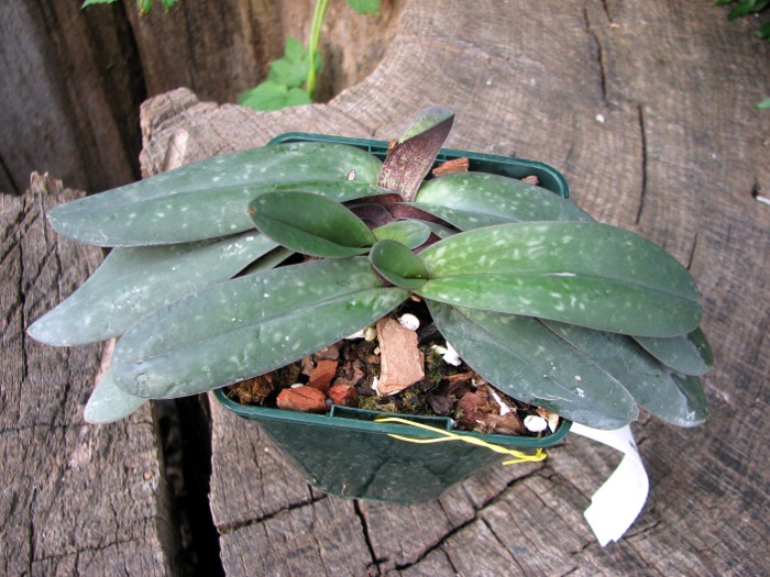 Paphiopedilum godefroyae.JPG