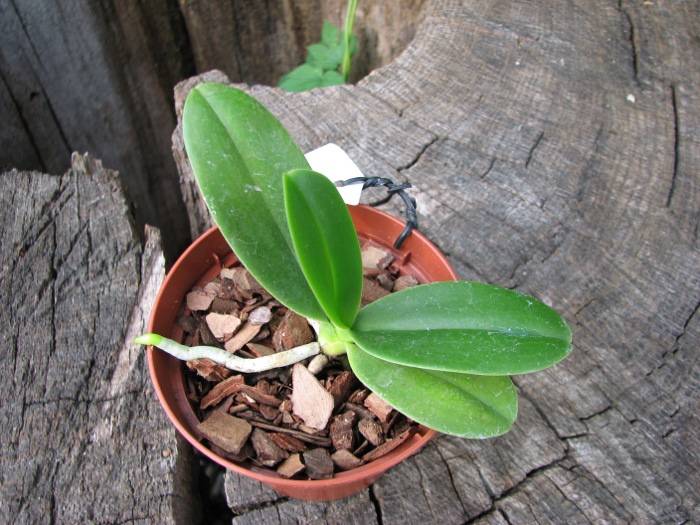 Sedirea japonica.JPG
