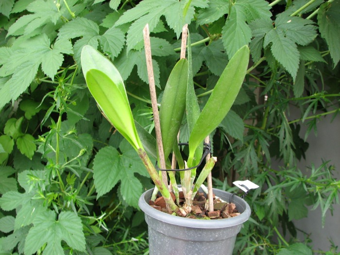 Cattleya Pradit Spot 'Black Prince'.JPG