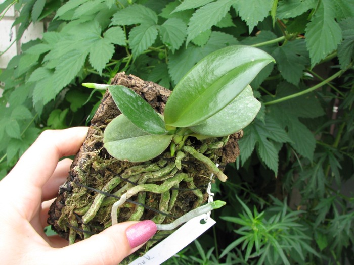 Phalaenopsis Mini Mark.JPG
