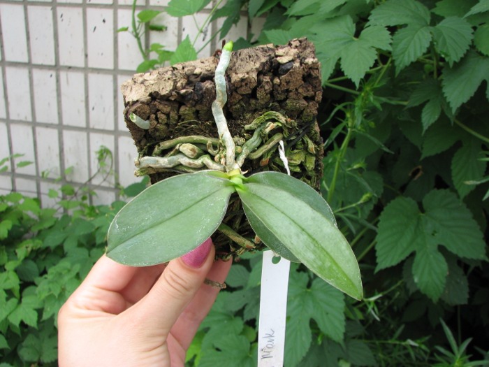 Phalaenopsis Mini Mark.JPG
