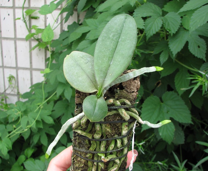 Phalaenopsis Mini Mark.JPG