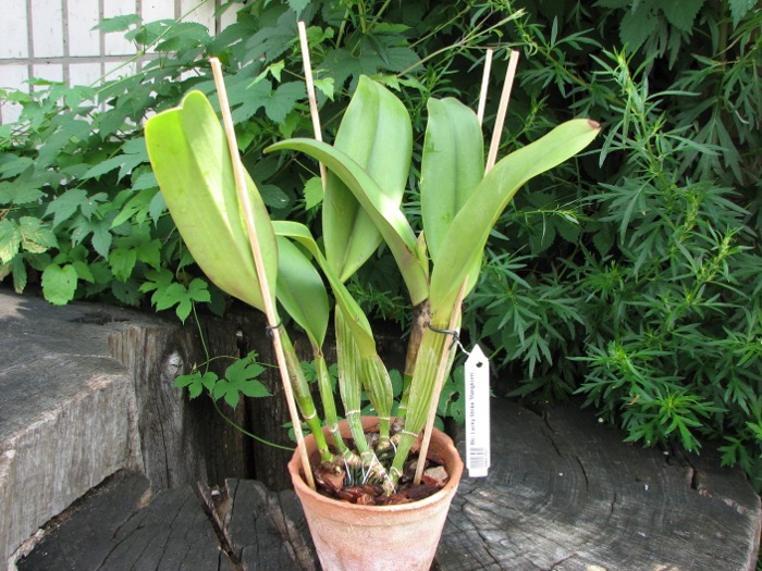 Brassolaeliocattleya Lucky Strike 'Mangkorn'.JPG