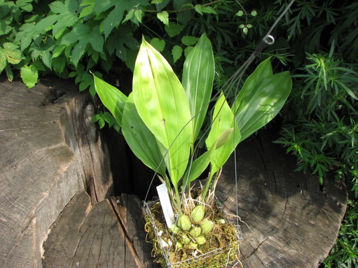 Stanhopea candida.JPG