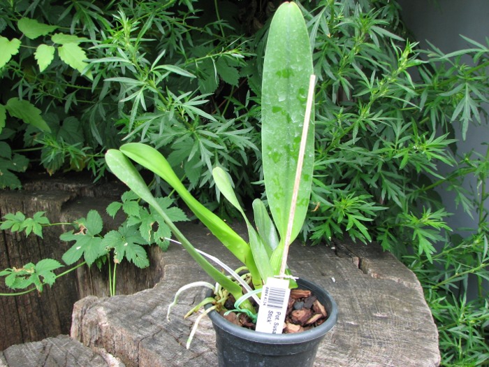 Potinara Susan Fender 'Cinnamon Stick'.JPG