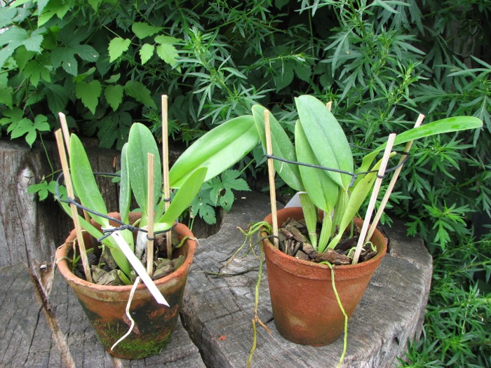Cattleya gaskelliana 'Da. Norma Dreher' x self.JPG