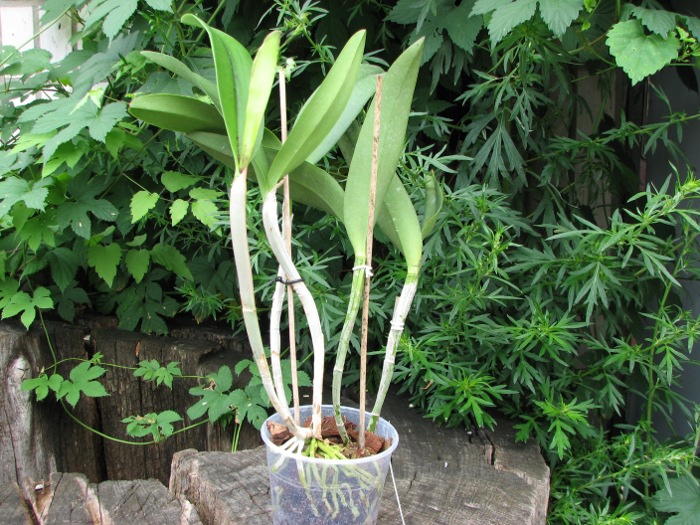 (Brassavola digbyana x Rhyncholaeliocattleya Young Kong) 'ORCHIS'.JPG