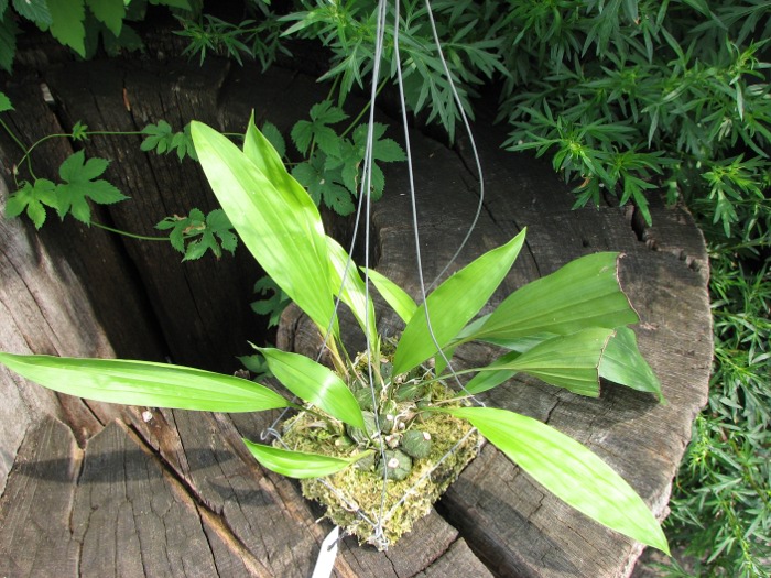 Stanhopea tigrina.JPG
