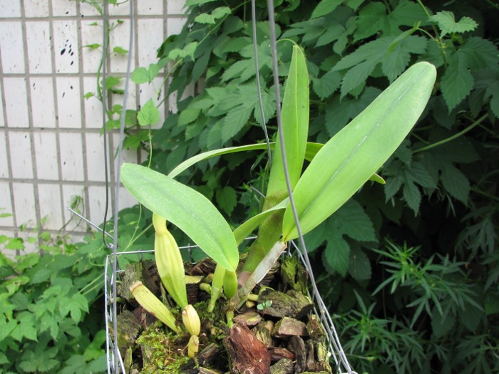 Cattleya rex.JPG
