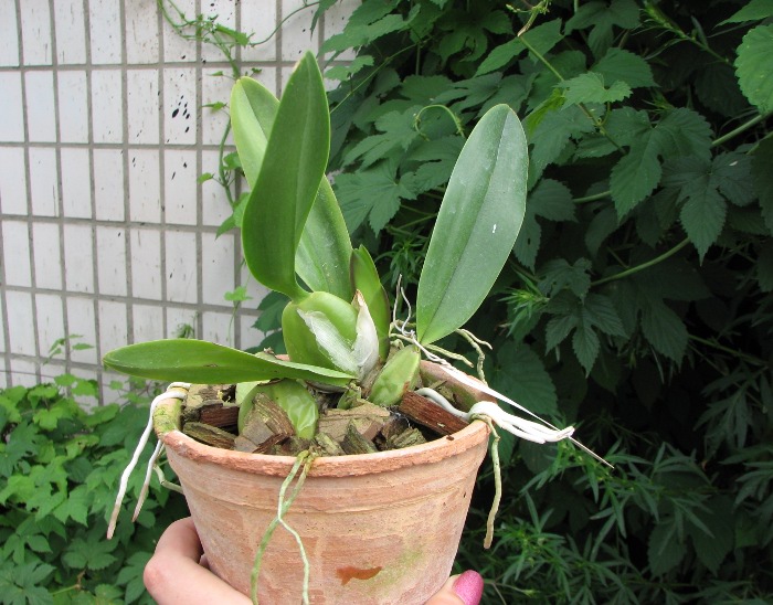 Laelia anceps guerrero x Laelia rubescens.JPG