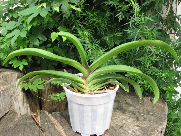 Rhynchostylis gigantea red.JPG