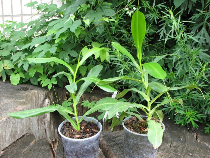 Nepenthes ventricosa x alata.JPG